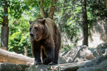 A brown bear in a zoo. 
