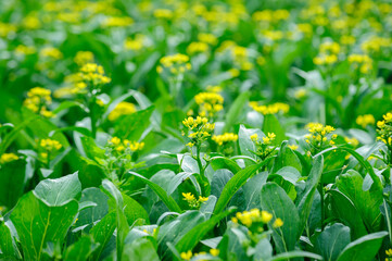 Green choy sum in growth at vegetable garden