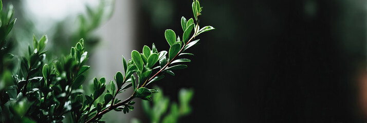 Lush emerald leaves basking in shadowy ambiance, evoking Earth Day whispers, echoing secrets of ephemeral Arbor Day mysteries