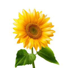 Obraz premium sunflower on white background