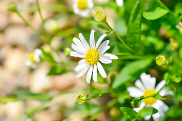 Daisy ,white daisy or English daisy or Thymophylia Tenuiloba or Dahlberg Daisy or Gold Carpet or Gloden Fleece