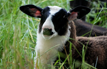 Adorable tricolored lamb, a domestic sheep, looking at the camera