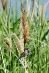House Sparrow, Passer domesticus, perched on a tall reed in wetland
