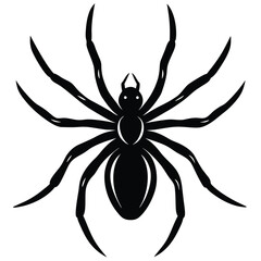 Black spider, an isolated arachnid illustration on a white background, perfect for nature or Halloween designs