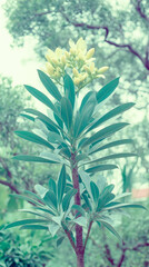 Towering pale blooms stretch skyward amidst lush verdancy, evoking Earth Day's embrace and Imbolc's quiet renewal whispers