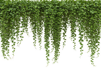 Green ivy vine hanging wall decor isolated on transparent background