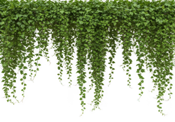 Green ivy vine hanging wall decor isolated on transparent background