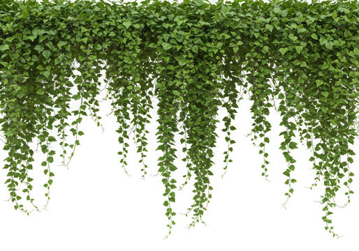 Green ivy vine hanging wall decor isolated on transparent background