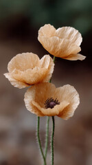 Whispering sepia poppies sway under autumn breezes, evoking Remembrance Day serenity and Lughnasadhs quiet harvest gratitude