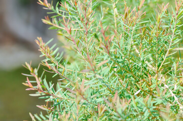 Juniperus sp, CUPRESSACEAE or pink plant