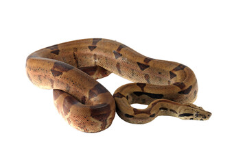Boa constrictor imperator closeup head on isolated background, Boa constrictor imperator snake on...
