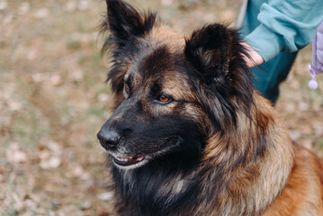 young red and black big fluffy mongrel dog portrait, walking with owner, dogwalking concept
