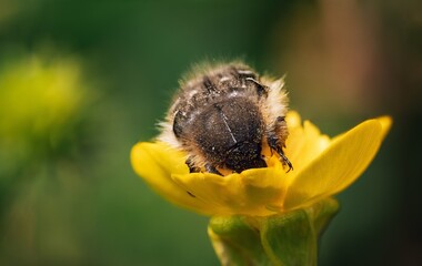 Furry Insect on Bright Yellow Flower in Natural Setting