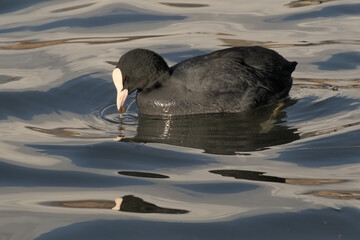 Eurasia coot swimming, with reflection in blue rippling water - Fulica atra 