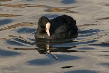 Eurasia coot swimming, with reflection in blue rippling water - Fulica atra 