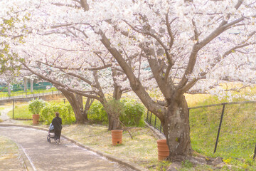 桜並木を散歩する親子/Mother and Child Walking Under Cherry Blossoms