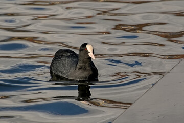 Eurasia coot swimming, with reflection in blue rippling water - Fulica atra 