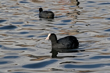 Eurasia coot swimming, with reflection in rippling water - Fulica atra 