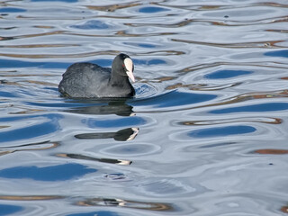 Eurasia coot swimming, with reflection in blue rippling water - Fulica atra 