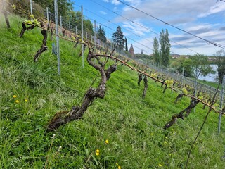 Gnarled vines growing on a steep hillside vineyard, with a river and cityscape in the background during a sunny spring day, Aschaffenburg