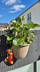 Ripe red strawberries growing in a hanging basket on a balcony garden, enjoying the summer sun