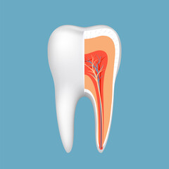 Healthy human tooth in section schematic close-up. Vector illustration.