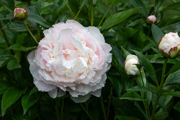 białe perłowe piwonie na tle zielonego ogrodu. white peony	