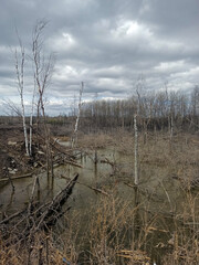 A gloomy mysterious swamp, a gray cloudy day. Thin broken trees grow in dirty, dark water. Myaty forest somewhere in Eastern Europe.