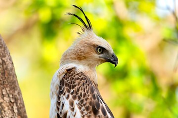 Changeable hawk Eagle or crested hawk-eagle, Nisaetus cirrhatus, Pench National Park , MadhyaPradesh, India