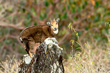 Himalayan brown Goral, Naemorhedus goral or the gray goral, isnative to the Himalayas. It is Near Threatened on the IUCN Red List, Sikkim, India