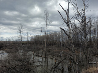 A gloomy mysterious swamp, a gray cloudy day. Thin broken trees grow in dirty, dark water. Myaty forest somewhere in Eastern Europe.