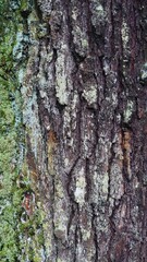 a huge pine tree trunk covered in moss that is thousands of years old