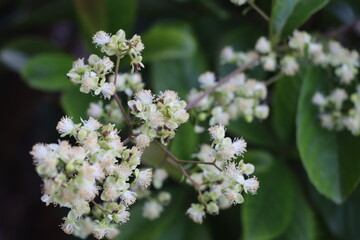 White flowers, bush, beautiful, photo, zoom, close, nature, forest