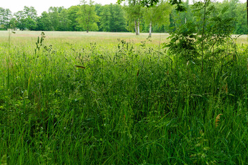 Eine Waldlichtung irgendwo in der Heide