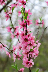 A beautiful pink blossom tree in full bloom during the wonderful spring season
