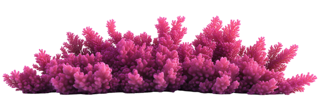 Vibrant pink coral formation thriving against a stark black background for visual impact