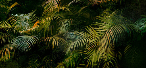 Fundo, folhas, textura, natureza, papel de parede, plano de fundo, planta, verde, floresta, tropical, palmeira, pintura, ecológico, natural, Amazônia, fauna, cores, escuro, mistério, selva, relva