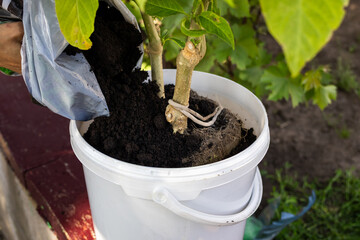 Gardener adds soil to potted plant on a sunny day in a residential garden