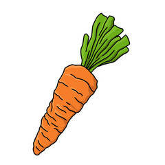 Hand drawn carrot vector illustration isolated on white background. Healthy vegetable doodle art