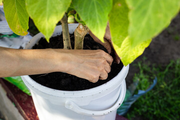 Gardening activity in a sunny backyard with hands planting in a white pot