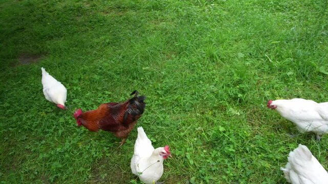 Close-up of chicken and rooster outdoor on meadow at Swiss organic farm on a rainy spring day. Movie shot June 3rd, 2025, Zurich Schwamendingen, Switzerland.
