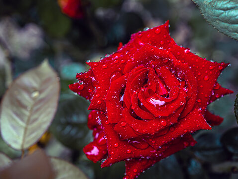 Red rose with water drops on them on the rose tree, rose leaves close-up Raindrops on red rose petals