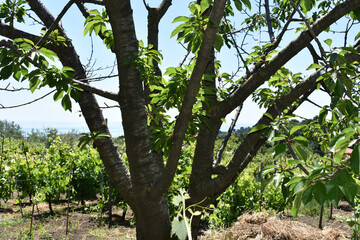 Fototapeta premium Cherry tree in a private garden in Italy. Spring and summer green cherry tree leaves. Gardening and farming. Grape vines in the background. Private vineyard. 