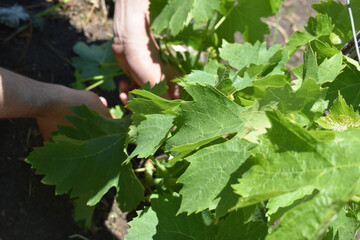 Person's hands caring for grape bushes. Pinching and pruning grapes. Flower buds and leaves of...