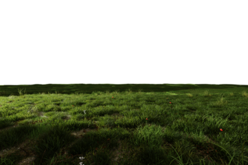 Lush green grass field at night, dimly lit, with scattered small red flowers and patches of bare earth