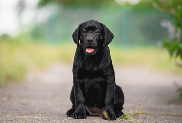 Photo of curious funny black labrador retriever puppy with tongue out sitting on summer green background