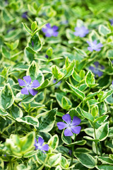 Vinca major Variegata, barwinek, większy	