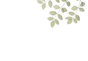 Light colored leaves on a branch against a dark background.