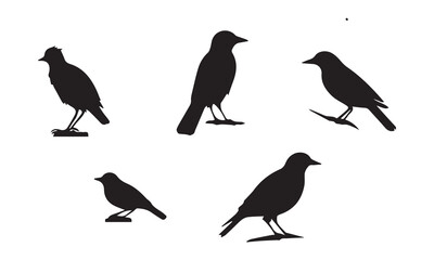 silhouettes of birds