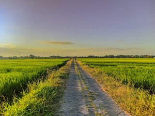 Gravel Road through Green Rice Paddies at Sunrise